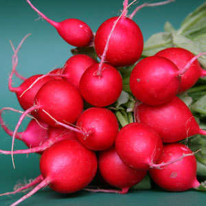 RADISH SEEDS CHERRY BELLE - 100 RADISH SEEDS