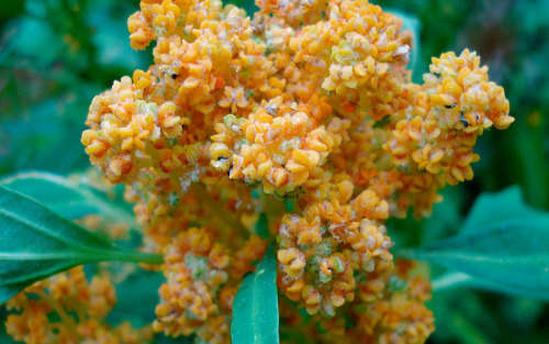 QUINOA SEEDS - 200 WHITE QUINOA SEEDS