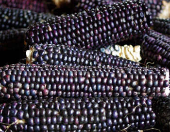 SWEET CORN SEEDS BLUE HOPI HEIRLOOM - SWEETCORN 20 SEEDS