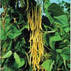 Runner Bean Seeds  Neckargold - 10 Runner Beans