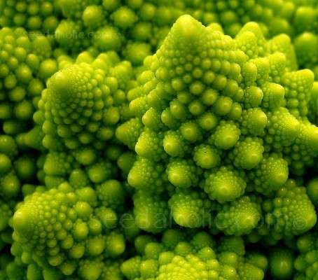 Broccoli Romanesco - 100 Heirloom Romanesco Seeds