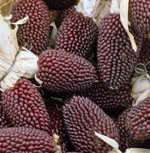 POPCORN SEEDS STRAWBERRY - 20 POPCORN SEEDS