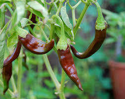 CHILLI SEEDS ETHIOPIAN BROWN CHILLI - 25 CHILLI SEEDS