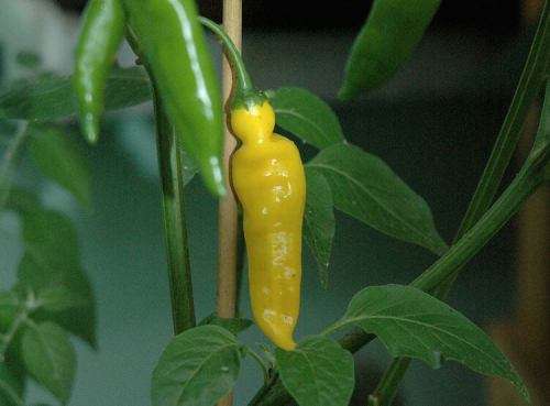 CHILLIES AJI LEMON DROP CHILLI - 30 CHILLI SEEDS