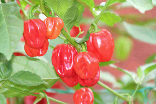 CHILLIES SCOTCH BONNET CHILLI -  25 HOT CHILLI SEEDS