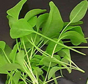 SORREL SEEDS DE BELLEVILLE - 5 GRAMS SORREL SEEDS