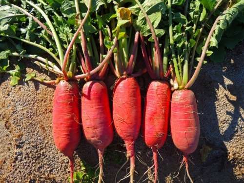 RADISH SEEDS - CHINA ROSE 50 HEIRLOOM RADISH SEEDS
