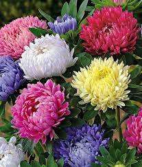 Aster Seeds Giants of California - 2 Grams Aster Seeds