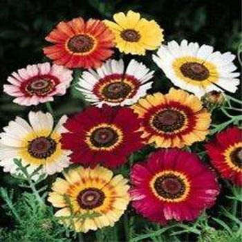 CHRYSANTHEMUM RAINBOW MIX - 250 SEEDS