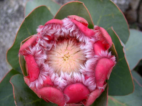 PROTEA SEEDS GRANDICEPS - 5 PROTEA SEEDS