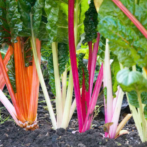 SPINACH - SWISS CHARD  BRIGHT LIGHTS - 100 SPINACH SEEDS