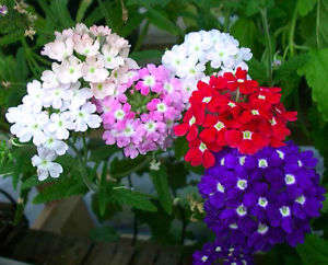 VERBENA SEEDS - 100 IDEAL FLORIST MIX VERBENA SEEDS