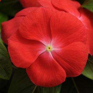 VINCA SEEDS PACIFICA MIX - 10 VINCA SEEDS