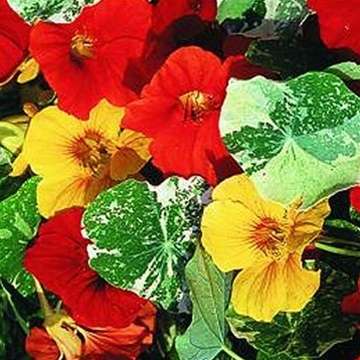 Nasturtium Alaska Mix - 20 Nasturtium Seeds
