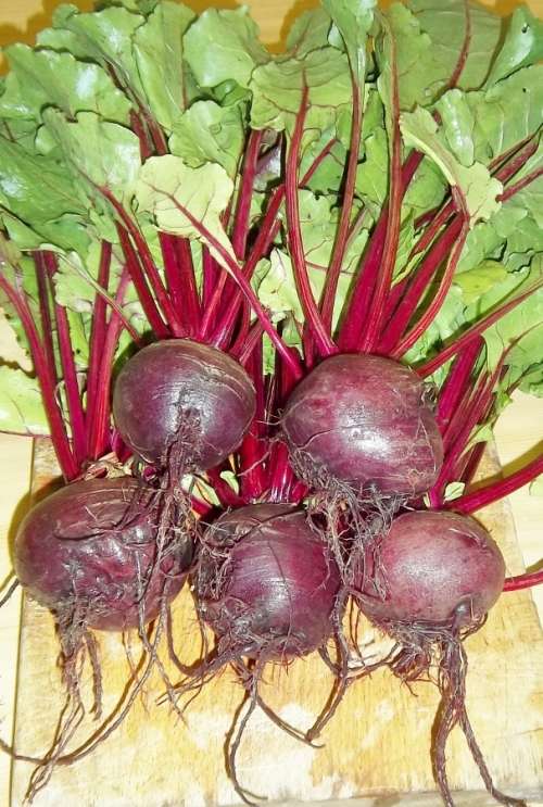 Beetroot Seeds Crimson Globe - 10 Grams Beetroot Seeds