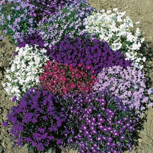 Lobelia Seeds String Of Pearls Mix - ¼ Gram of Lobelia Seeds