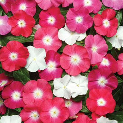VINCA SEEDS PACIFICA MIX - 10 VINCA SEEDS