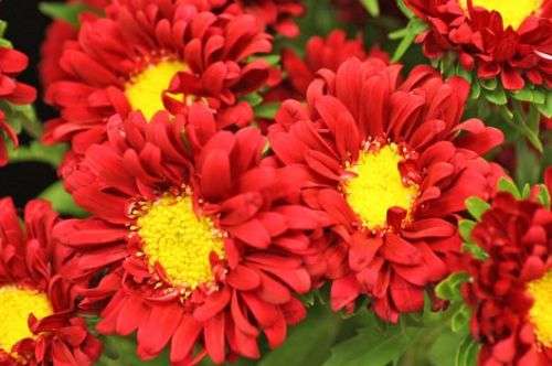 ASTER SEEDS MATSUMOTO SCARLET - 100 ASTER SEEDS