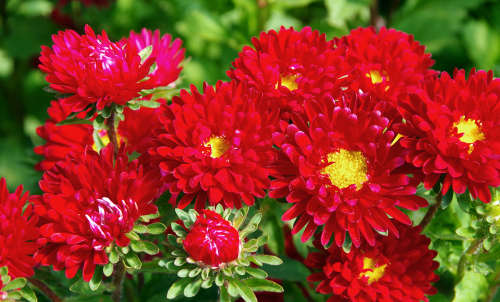 ASTER SEEDS MATSUMOTO SCARLET - 100 ASTER SEEDS