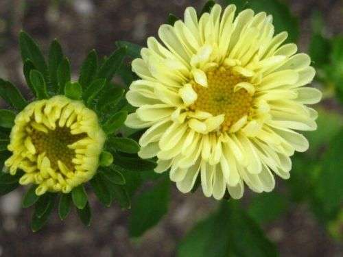 ASTER SEEDS MATSUMOTO YELLOW - 25 ASTER SEEDS
