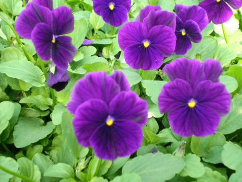 VIOLA SEEDS PURPLE - 20 VIOLA SEEDS
