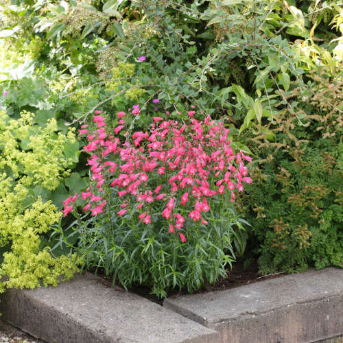 PENSTEMON CARILLO RED - 100 PENSTEMON SEEDS