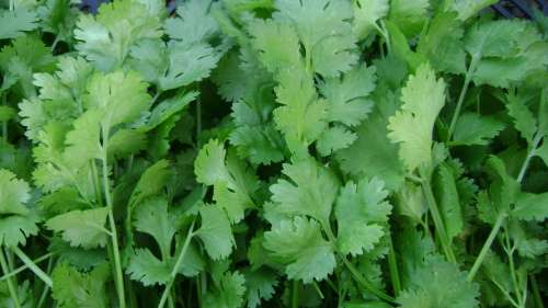 Coriander Herb Seeds (Dhunia) - 100 Herb Seeds