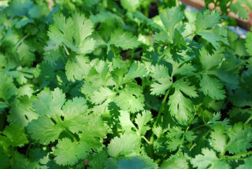 Coriander Herb Seeds (Dhunia) - 100 Herb Seeds