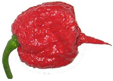 CHILLI SEEDS CAROLINA REAPER - 5 CHILLI SEEDS