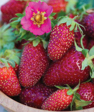 STRAWBERRY SEEDS TRISTAN F1 - 20 STRAWBERRY SEEDS