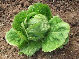 LETTUCE SEEDS GREAT LAKES HEIRLOOM - 200 LETTUCE SEEDS