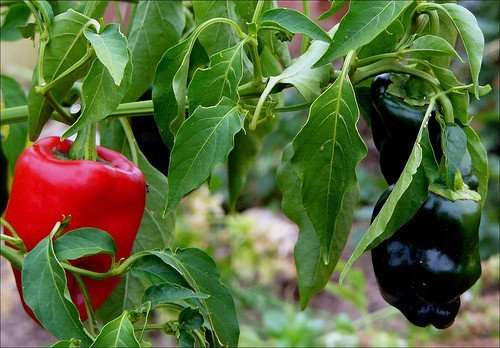 CHILLIES ANCHO GRANDE CHILLI - 10 CHILLI SEEDS