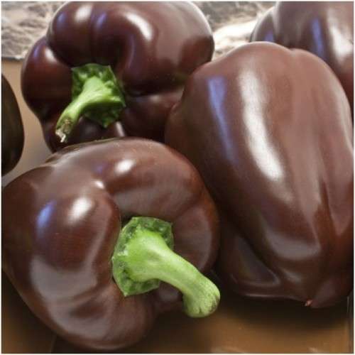 PEPPER SEEDS CHOCOLATE  - 10 SWEET PEPPER SEEDS