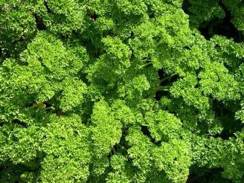 PARSLEY  MOSS CURL 700 SEEDS CURLY PARSLEY SEEDS