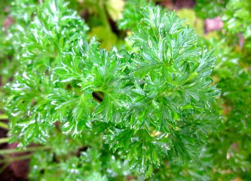 PARSLEY  MOSS CURL 700 SEEDS CURLY PARSLEY SEEDS