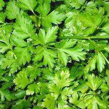 Parsley Flat Leaf Italian 700 Parsley Seeds