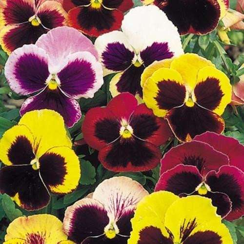 Pansy Swiss Giant Flower Seeds, 1 Gram Bulk Pansy Seeds