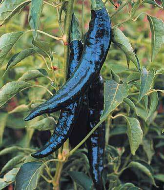 CHILLIES - PASILLA BAJIO CHILLI - 10 CHILLI SEEDS