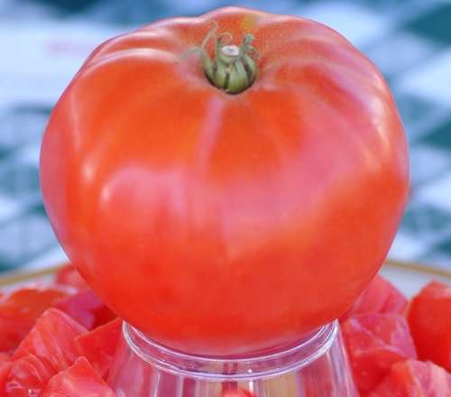 TOMATO SEEDS GIANT SYRIAN HEIRLOOM - 10 TOMATO SEEDS