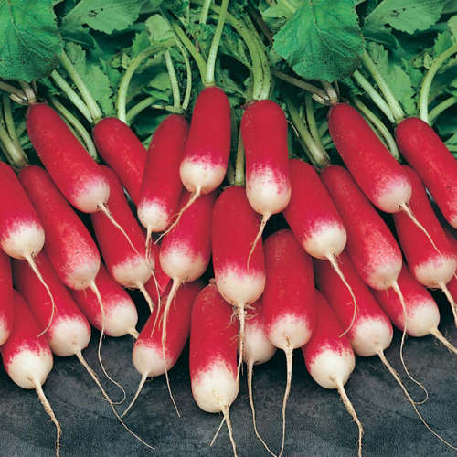 RADISH SEEDS FRENCH BREAKFAST - 10 RADISH SEEDS