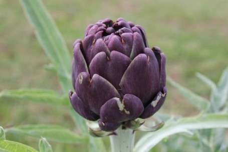 ARTICHOKE SEEDS - VIOLET DE PROVENCE 15 ARTICHOKE SEEDS