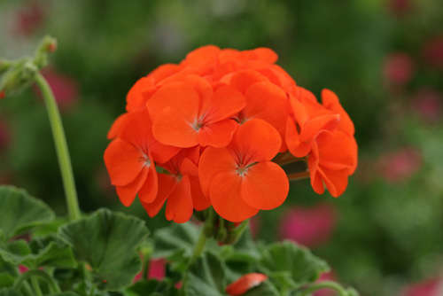 GERANIUM SEEDS HORIZON ORANGE - 10 GERANIUM SEEDS