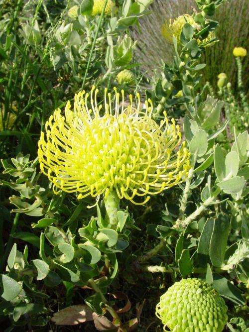 PROTEA SEEDS PINCUSHION YELLOW - 5 PROTEA SEEDS