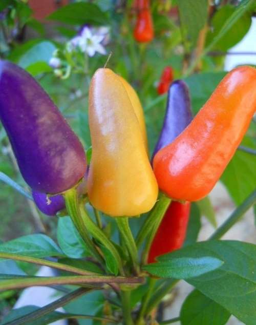 CHILLI SEEDS AURORA - 10  CHILLI SEEDS