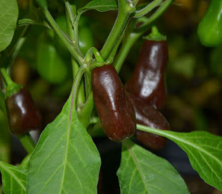 CHILLI SEEDS CHOCOLATE EGG - 5 CHILLI SEEDS