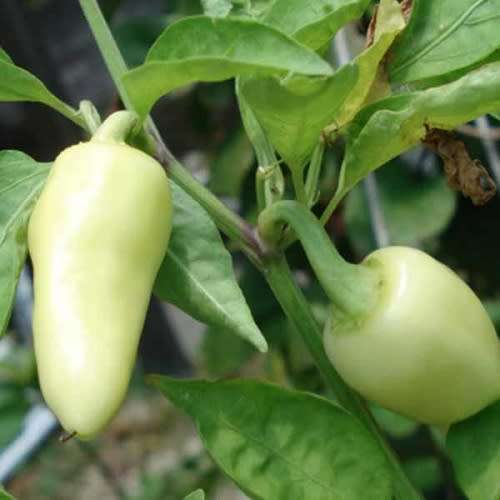 CHILLI SEEDS HABANERO WHITE - 5  CHILLI SEEDS