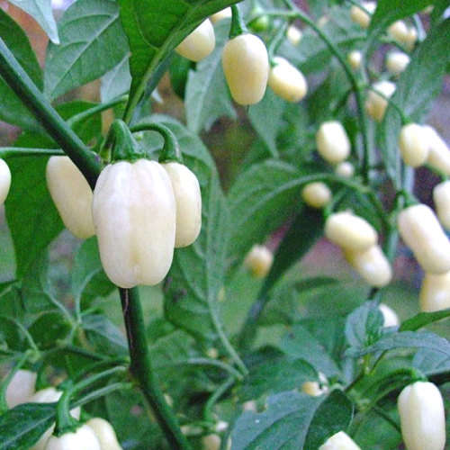 CHILLI SEEDS HABANERO WHITE - 5  CHILLI SEEDS