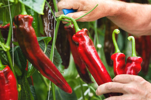 PEPPER SEEDS SWEET PALERMO - 10 PEPPER SEEDS