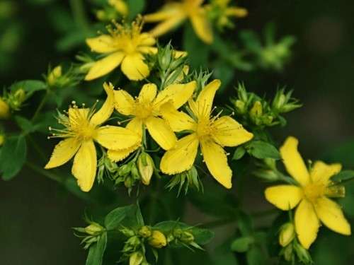 ST JOHN'S WORT - HYPERICUM PERFORATUM - 50 SEEDS
