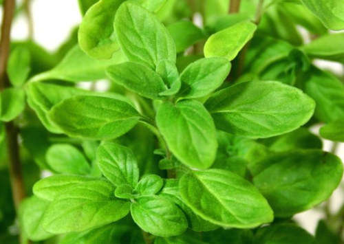 SWEET MARJORAM HERB (100) MARJORAM SEEDS